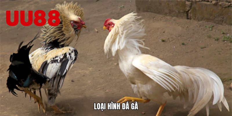 Loại hình đá gà